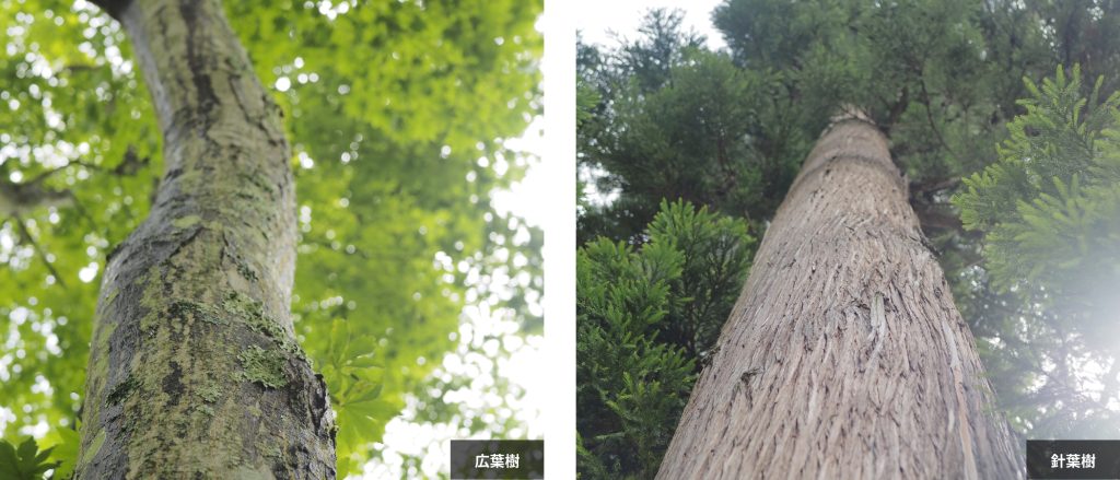 針葉樹と広葉樹のイメージ画像です。
左は広葉樹の写真、右は針葉樹の写真です。