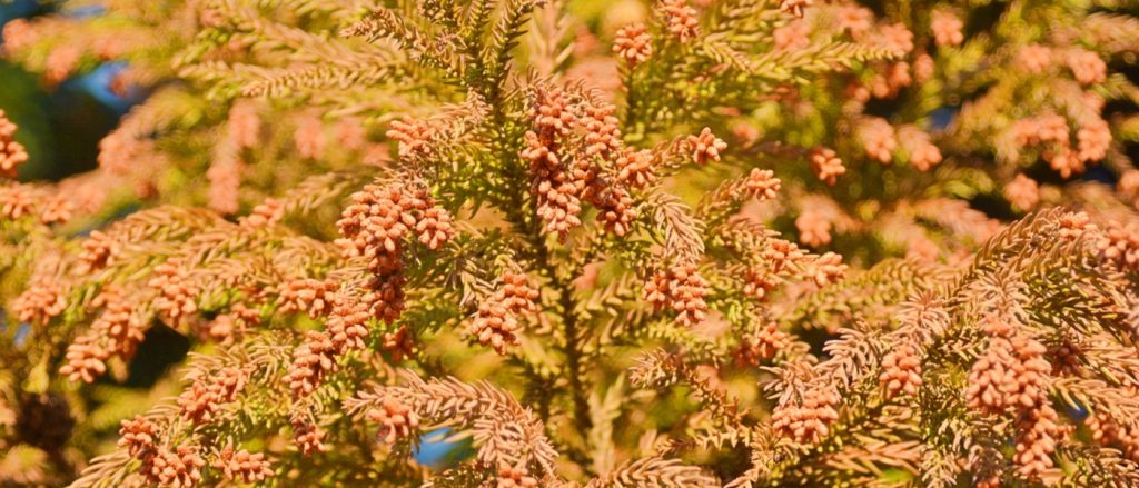 スギの葉と実が成っている写真です。全体的に花粉が大量にかかっており、本来緑の葉は黄色く見えます。